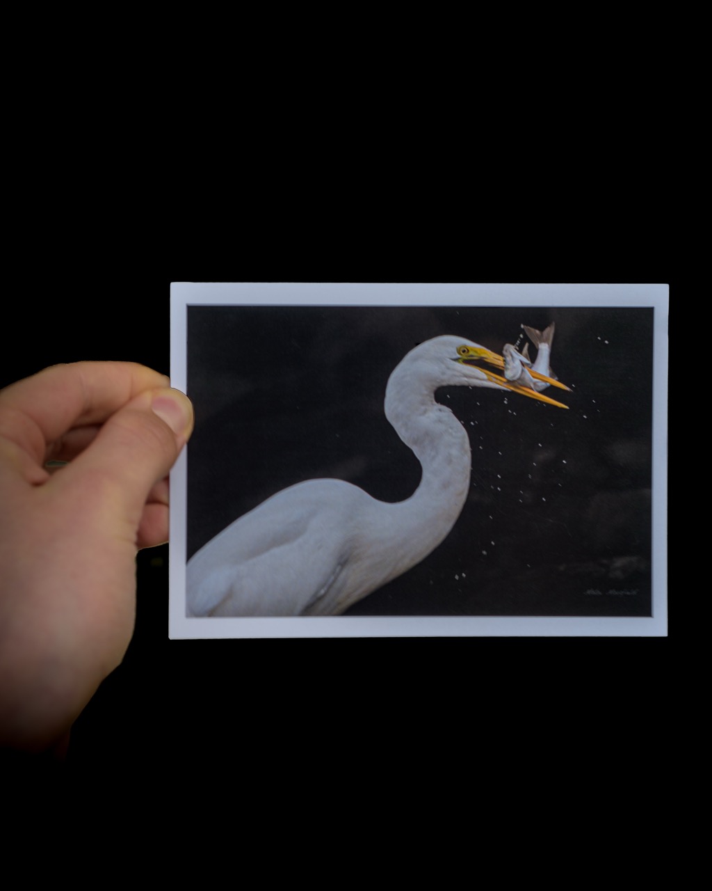 White Heron Catching a Fish Wildlife Postcard - New Zealand Bird Photography
